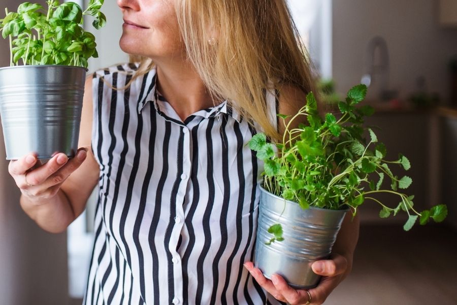 Bugs And Indoor Plants: How To Prevent Pests From Ruining Your Plants