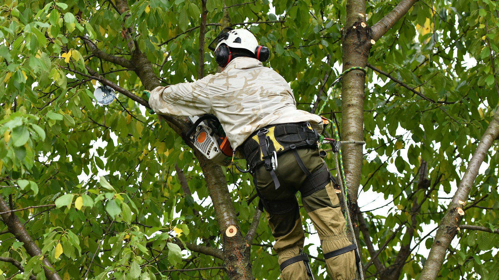Tree Removal